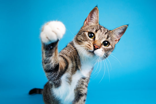 How to play with your cat